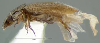 Media type: image;   Entomology 3134 Aspect: habitus lateral view